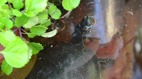 Red-Eared Slider (Trachemys scripta elegans) head Stock-Footage 33572431