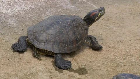 Red-eared slider (Trachemys scripta elegans) sunbathing 스톡 동영상 78054601