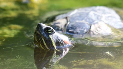 Red eared slider Trachemys scripta. Turtle head portrait in the wild Video stock 161184532