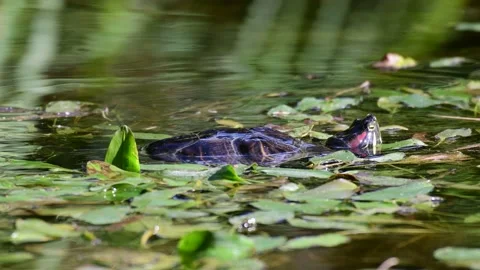 Red eared slider Trachemys scripta. Turtle in the wild swims on the lake Stock Footage 162341941