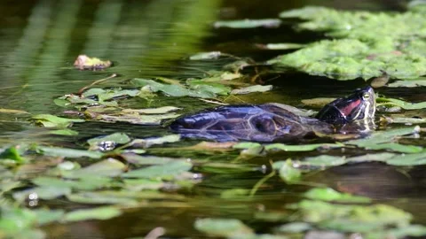 Red eared slider Trachemys scripta. Turtle in the wild swims on the lake Stock Footage