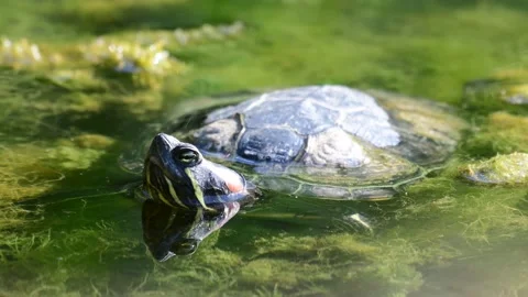 Red eared slider Trachemys scripta. Turtle head portrait in the wild Stock-Footage 167516001