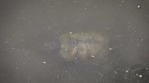 Red-eared slider (Trachemys scripta elegans) Видео 204987072