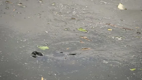 Red-eared slider (Trachemys scripta elegans) Stock Footage 204987107