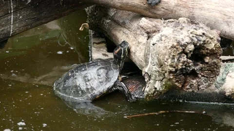 Red-eared slider (Trachemys scripta elegans) Video stock 204987164