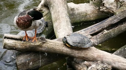 Red-eared slider (Trachemys scripta elegans) and mallard (Anas platyrhynchos) Video stock 204987206