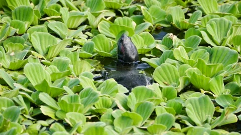 Red-eared slider (Trachemys scripta elegans) Stock Footage 205131722