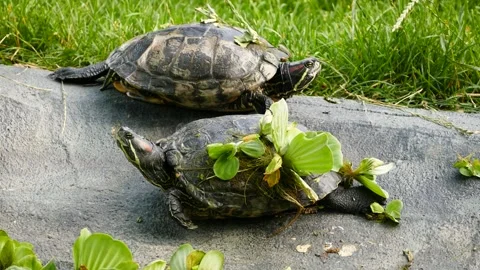 Red-eared slider (Trachemys scripta elegans) Stock Footage 205131765