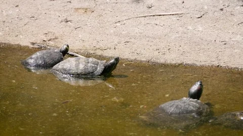 Red-eared slider (Trachemys scripta elegans) Stock Footage 221322194