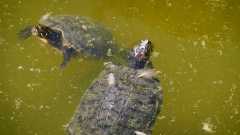 Red-eared slider (Trachemys scripta elegans) Video stock 221322631