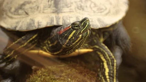 Red-eared slider Trachemys scripta elegans Stock Footage 222842762