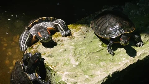 Red-eared slider (Trachemys scripta elegans) Stock Footage 231075598