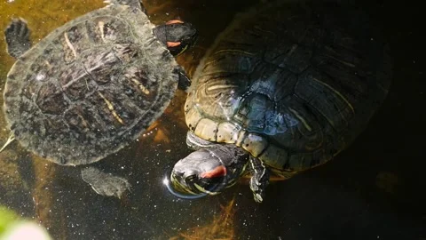 Red-eared slider (Trachemys scripta elegans) Video stock 231075686