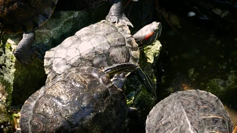 Red-eared slider (Trachemys scripta elegans) Stock Footage 231075706