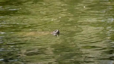 Red-eared slider (Trachemys scripta elegans) Stock Footage 245582860
