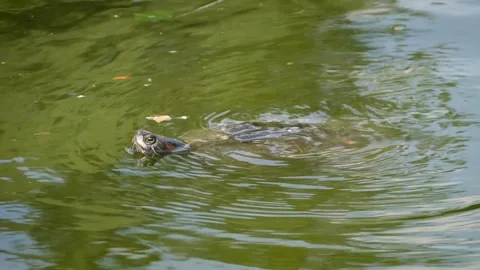 Red-eared slider (Trachemys scripta elegans) Stock Footage 245582871