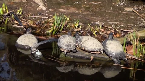 Red-eared slider (Trachemys scripta elegans) Stock Footage 250299286