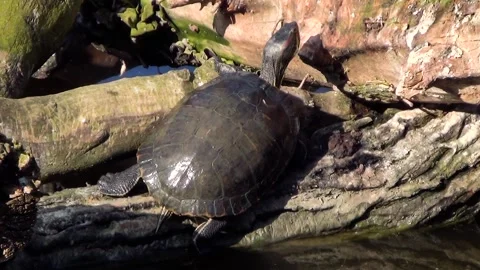 Red-eared slider (Trachemys scripta elegans) Stock-Footage 250299303