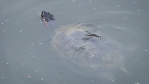 Red-eared slider (Trachemys scripta elegans) Stock Footage 283002365