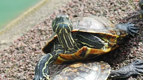 The Red-Eared Slider (Trachemys scripta elegans) Stock Footage 300760379