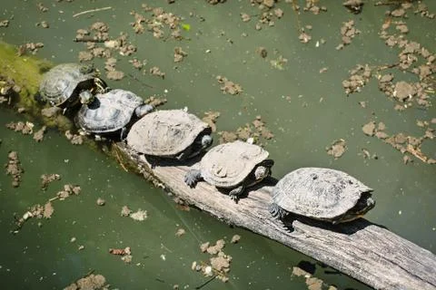 Red-eared slider (Trachemys scripta elegans). Group of turtles is heated on t Stock Photos