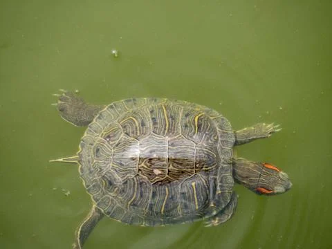 Red-eared slider (Trachemys scripta elegans) swimming. Wild life animal. Stock Photos