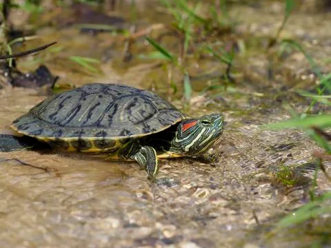 Red-eared slider, Trachemys scripta elegans Foto stock