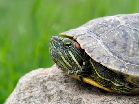 Red-eared slider, Trachemys scripta elegans Stock Photos