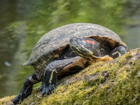 Red-eared slider (Trachemys scripta elegans) Stockfoto's