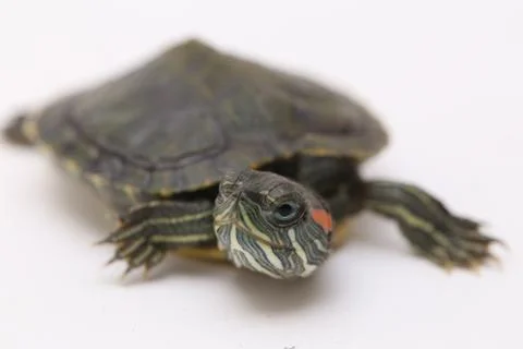 Red-eared Slider (Trachemys scripta elegans)isolated on a white background. Stock Photos