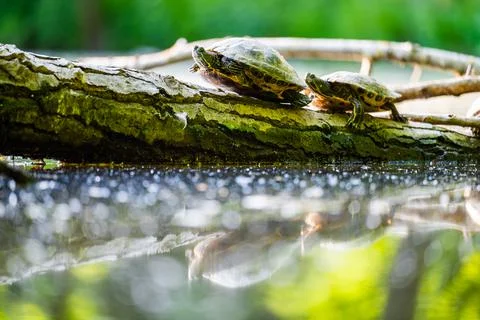 The red-eared slider (Trachemys scripta elegans) or water turtle basks on a t Stock Photos