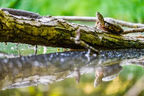 The red-eared slider (Trachemys scripta elegans) or water turtle basks on a t Stock Photos