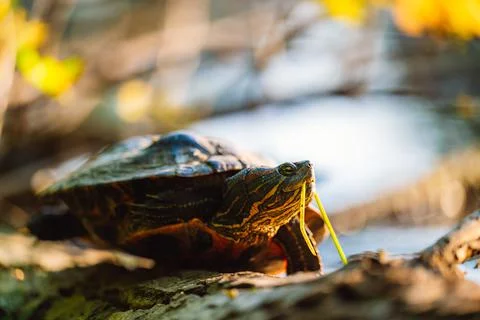 The red-eared slider (Trachemys scripta elegans) or water turtle basks on a t Stock Photos