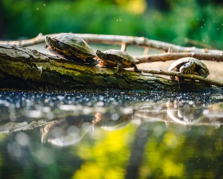 The red-eared slider (Trachemys scripta elegans) or water turtle basks on a t Stock Photos