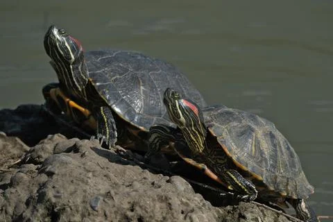 Red-eared slider (Trachemys scripta elegans). Foto stock