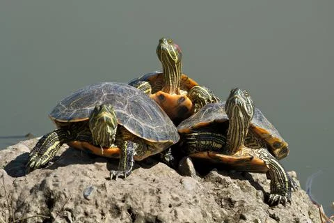 Red-eared slider (Trachemys scripta elegans). Stock Photos