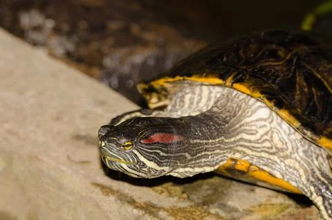 Red-eared slider Trachemys scripta elegans. Stock Photos
