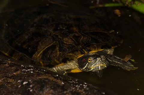 Red-eared slider Trachemys scripta elegans. Stock Photos