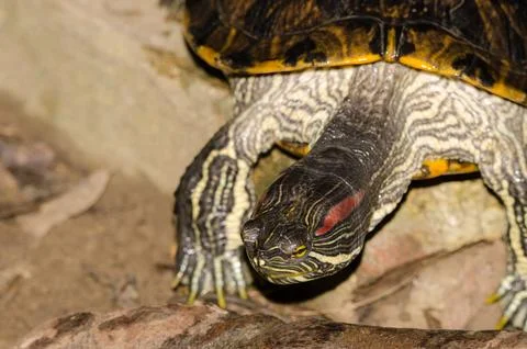 Red-eared slider Trachemys scripta elegans. Stock Photos