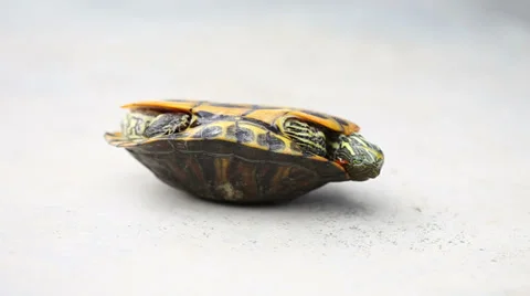 Red-eared slider turn oneself over Stock Footage 36892021