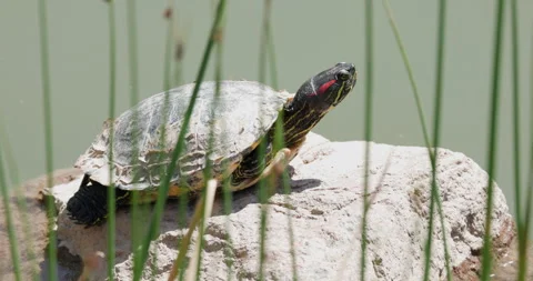 Red Eared Slider Turtle Basking Behind Grass Stock Footage 285338791