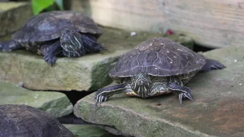 Red-Eared Slider Turtle Basking on a Rock in a Sunny Freshwater Pond Stock Footage 326682061