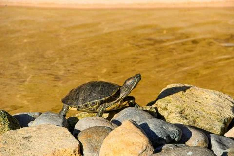 Red-eared slider turtle basking on rocks with copy space Stock Photos