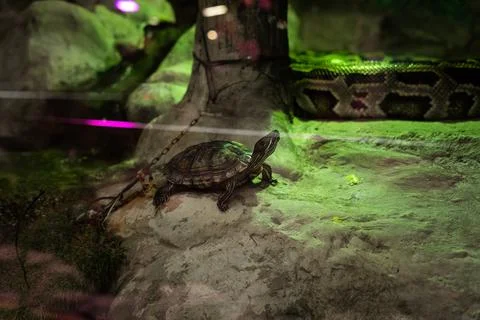 Red-eared slider turtle basking on the bridge. Stock Photos