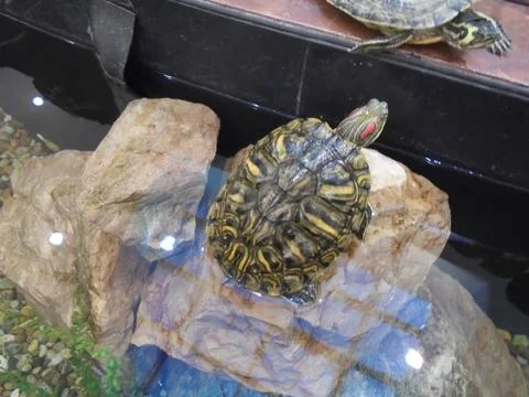 Red-eared slider turtle basking on rock in indoor aquarium tank Stock Photos