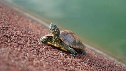 Red-eared Slider Turtle Basking by Water on Gravel Bank Stock Photos