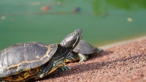 Red-eared Slider Turtle Basking by Green Pond Water Foto stock