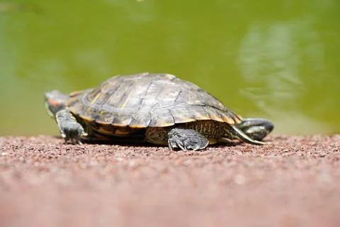 Red Eared Slider Turtle basking in the sun near water Foto stock