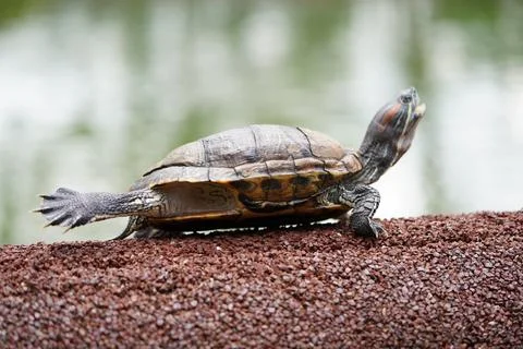Red Eared Slider Turtle basking in the sun outdoors Stock Photos