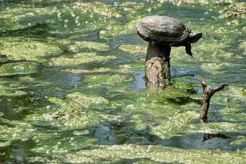 Red-eared slider turtle basking on a wooden log in algae-covered water at Bra Stock Photos
